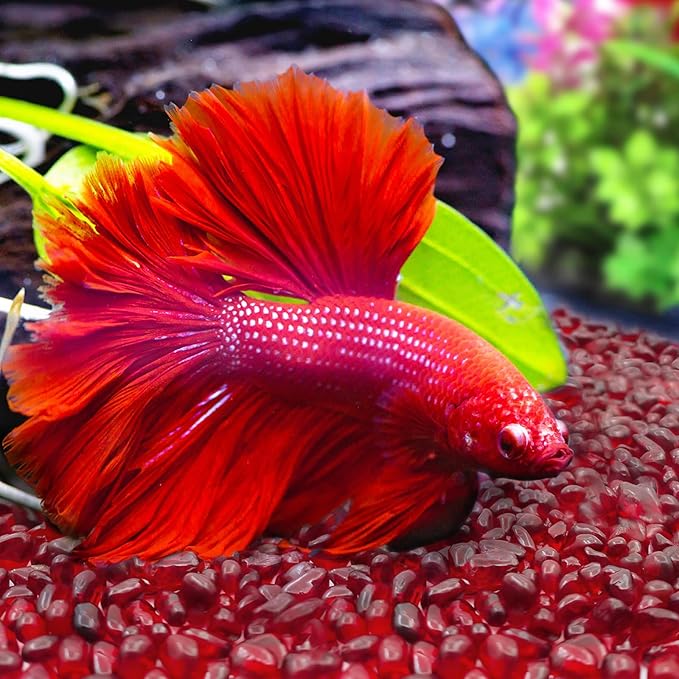 Keedolla 0.93LB Clear Glass Pebbles Marble Aquarium Fish Tank Rocks Gravel for Turtle Tank, Vase Fillers, Christmas Decoration - Red