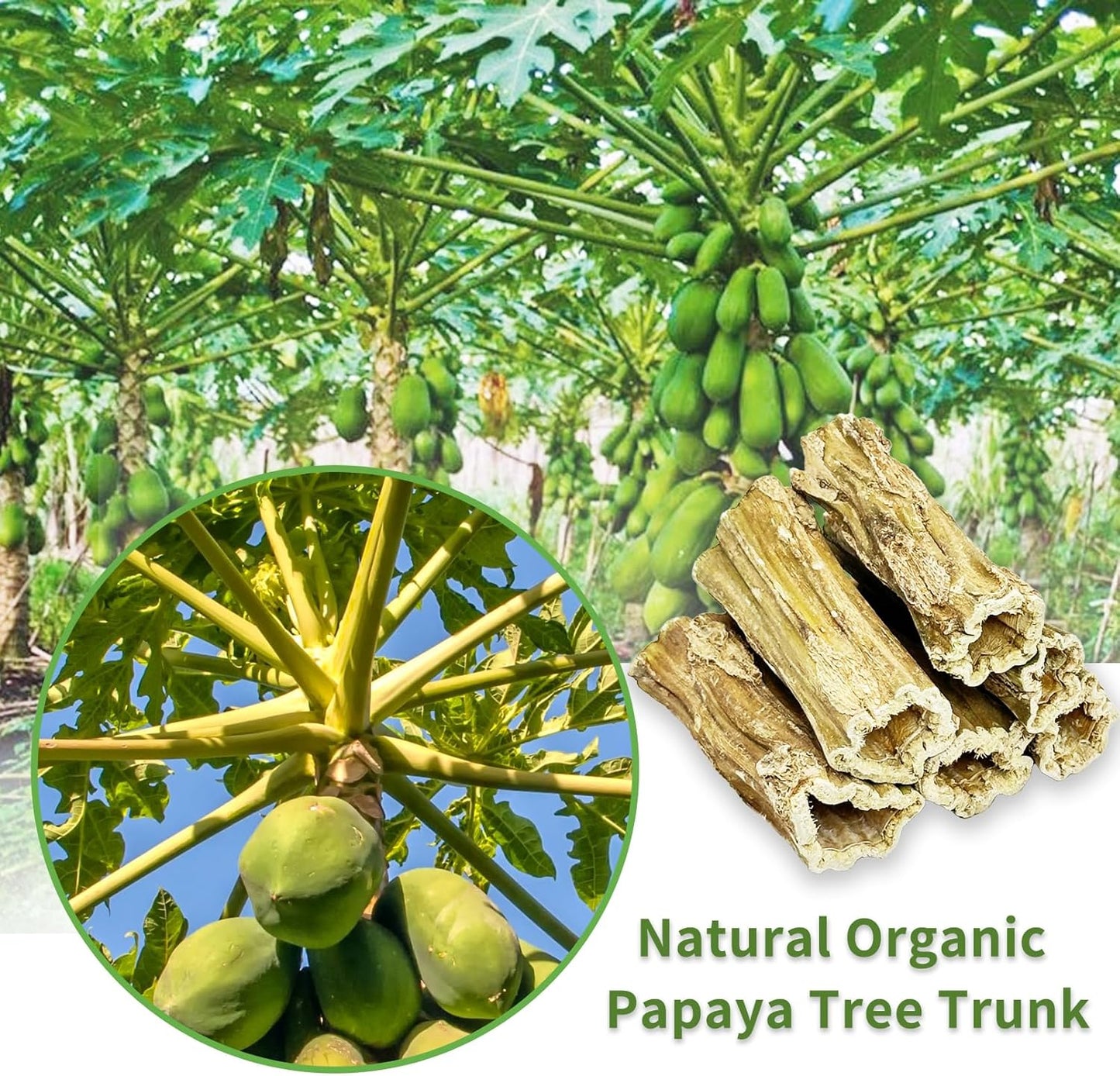 Fhiny Rabbit Chew Toys, 6 PCS 3.9" Natural Papaya Wood Chew Sticks Guinea Pig Treats for Dental Care Bunny Treats for Rabbits Small Pet Molar Snacks for Bunny Guinea Pig Chinchilla Hamster Gerbil