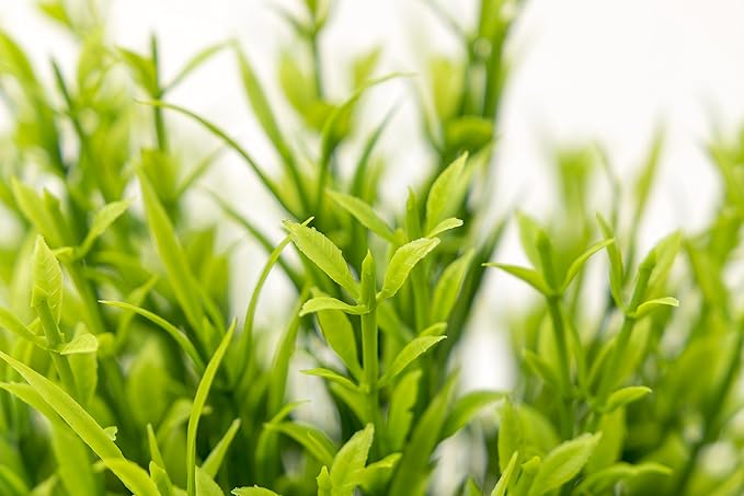 BEGONDIS Aquarium Decorations Fish Tank Artificial Green Water Plants Made of Soft Plastic