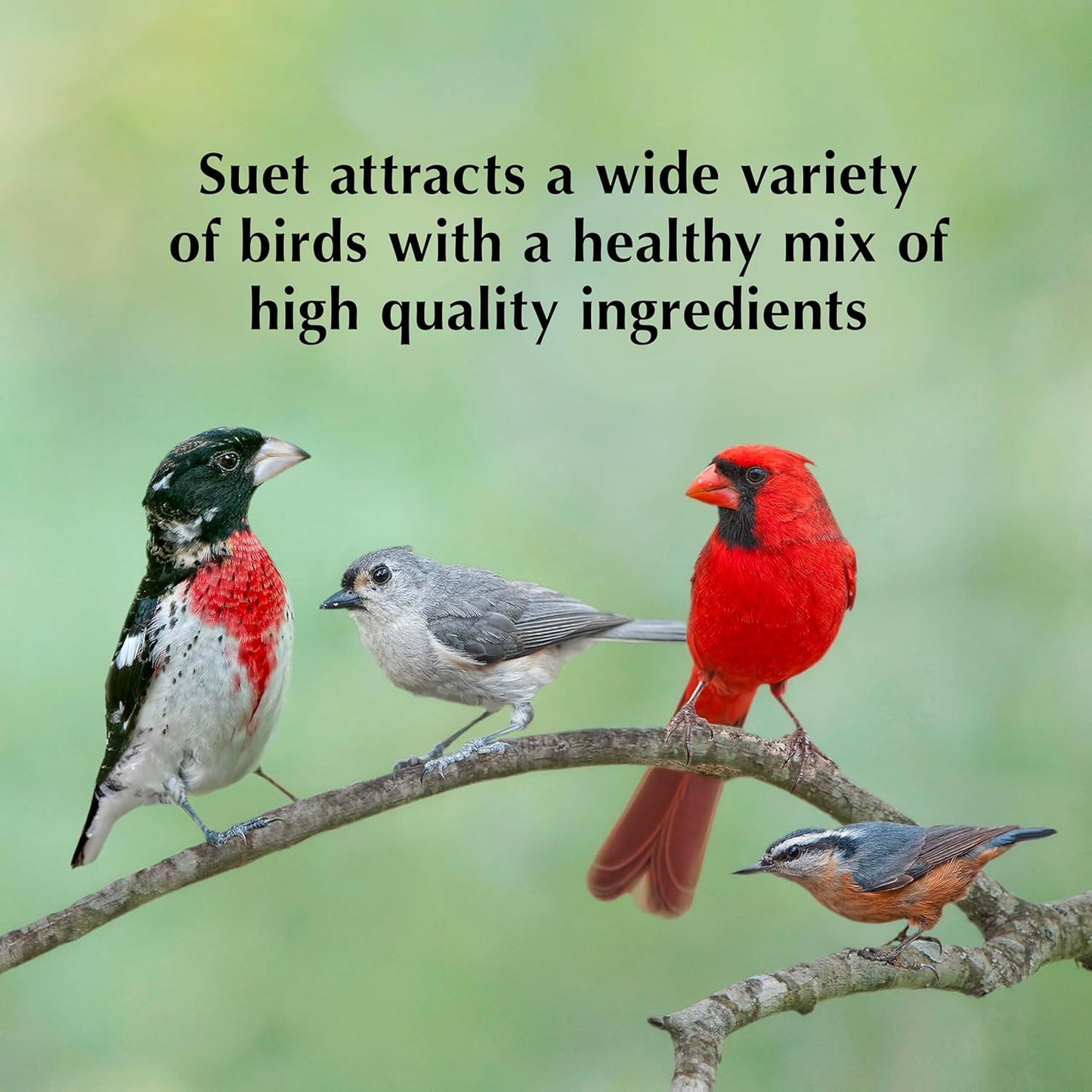 C&S Bluebird Nuggets