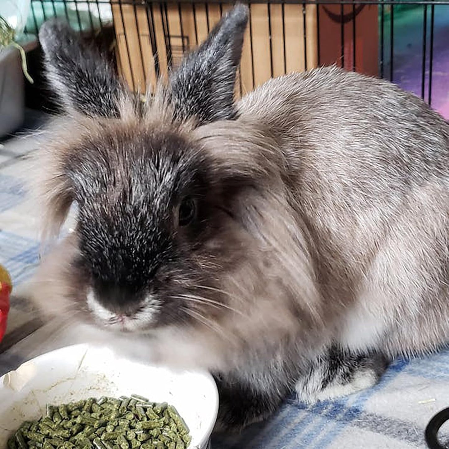 Sherwood Baby Rabbit Food. Hay-Based Pellet. No Wheat, Corn, or Soy for Better Digestion. 20 lbs