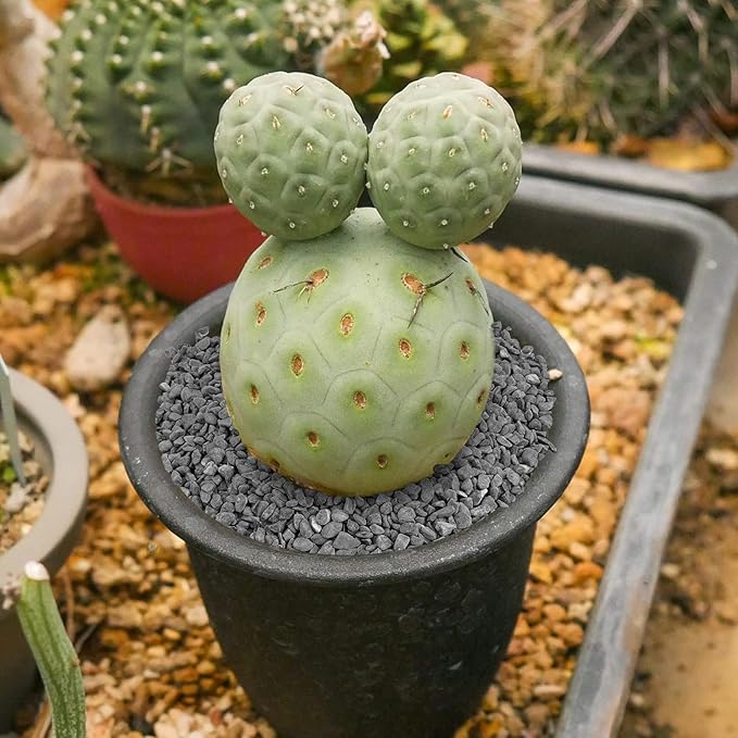 Mr. Fireglass Natural Decorative Gray Bean Pebbles 1/5" Crushed Gravel Stone for Decorating Garden, Succulent Plants and Walkway (10-lb Bag)