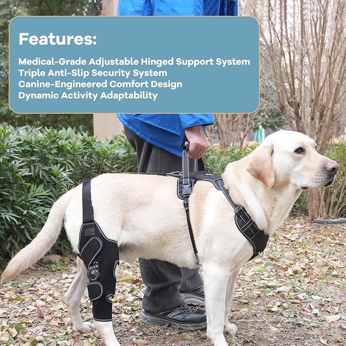 Dog Knee Brace with Adjustable Support – ACL & CCL Tear Recovery, Post-Surgery Stabilization, Mobility Aid for Rear Legs – Includes Secure Chest Harness for Dogs(Both Legs,L)
