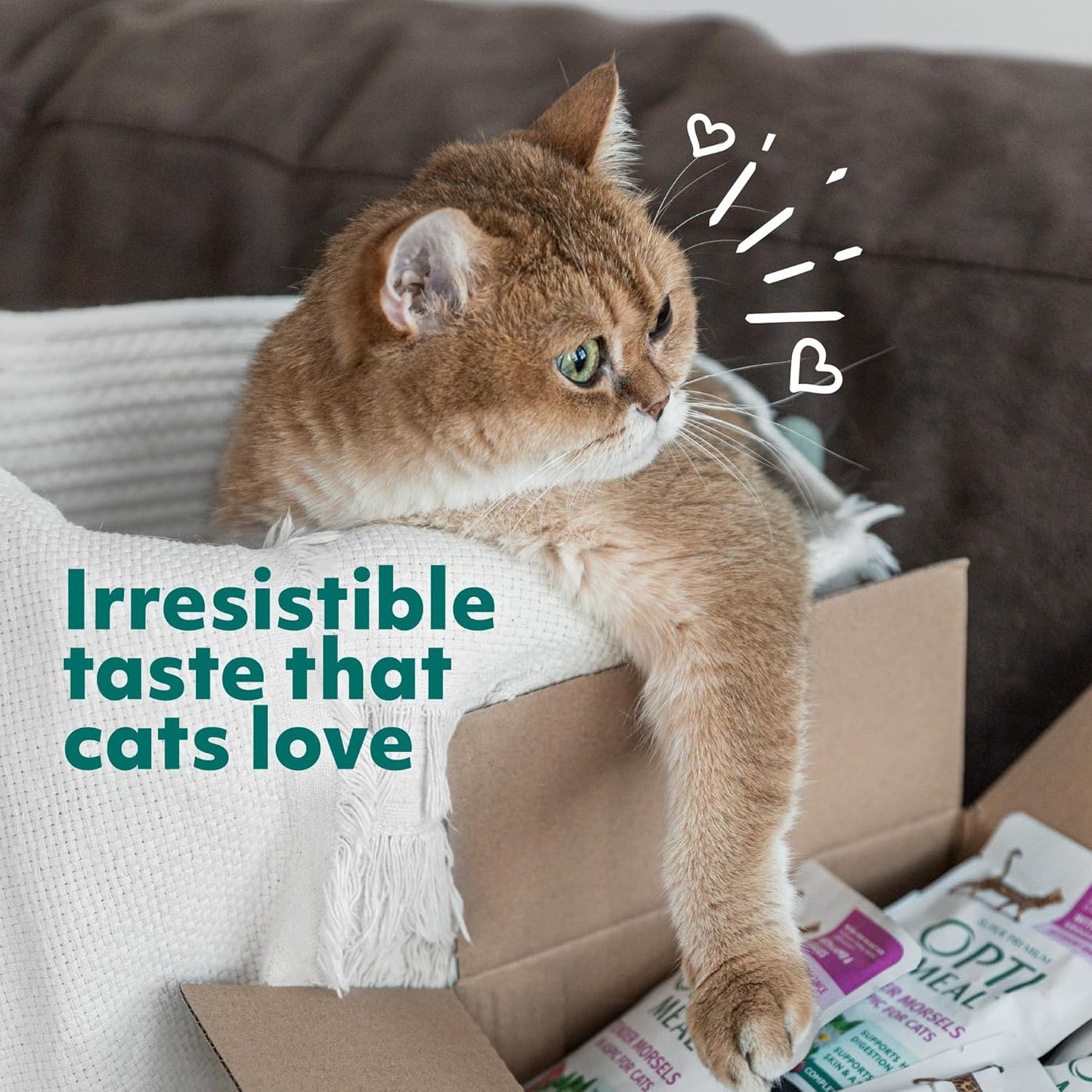 Optimeal Weight Control Dry Cat Food Recipe with Metabolism Support for Healthy Digestion, Premium Nutrition Made with Natural Ingredients for Adult Cats Maintenance (3.3 lbs, Turkey & Oatmeal)