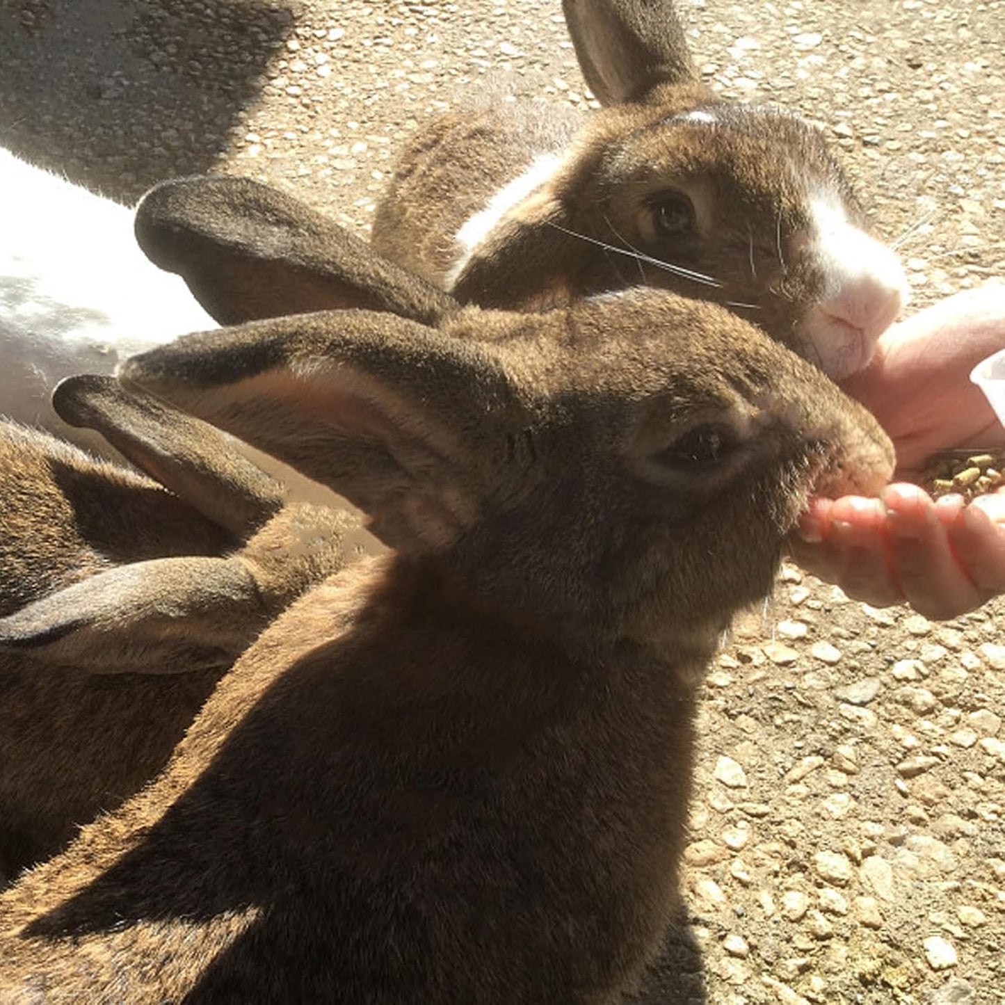 Bunny Treats, Treat Box with 15 Kind of Snacks for Rabbit, Hamster, Chinchilla, Guinea Pig and Other Small Pets, Chinchilla Treats, Guinea Pig Treats, Hamster Treats