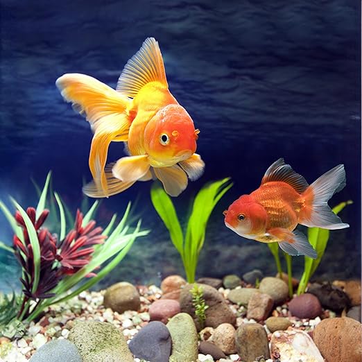 Pebbles for Indoor Plants 20lbs, 1-2 Inch Natural River Rocks, Hand-Picked Premium Stones for Landscaping and Garden Design, Fish Tank, Flower Pots, Pathways and Backyard, Mixed Color