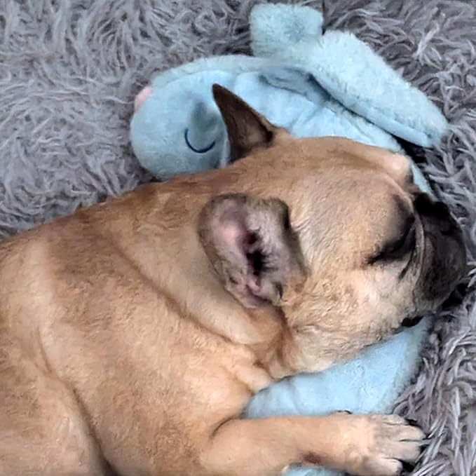 Race&Herd CuddleBun Heartbeat Puppy Toy Sleep Aid - Heartbeat Dog Toy, Dog Heartbeat Toy for Puppy Must Haves for Separation Pet Anxiety Relief Puppy Calming Aid, Dog Toys Behavioral Training