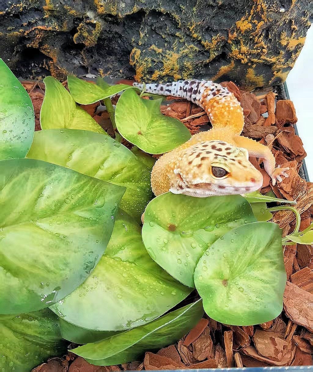 Reptile Plants for Terrarium Decor, Amphibian Habitat Decor, Snake Tank Accessories, Artificial Hanging Plants with Suction Cup-2 Packs (Arrowhead)