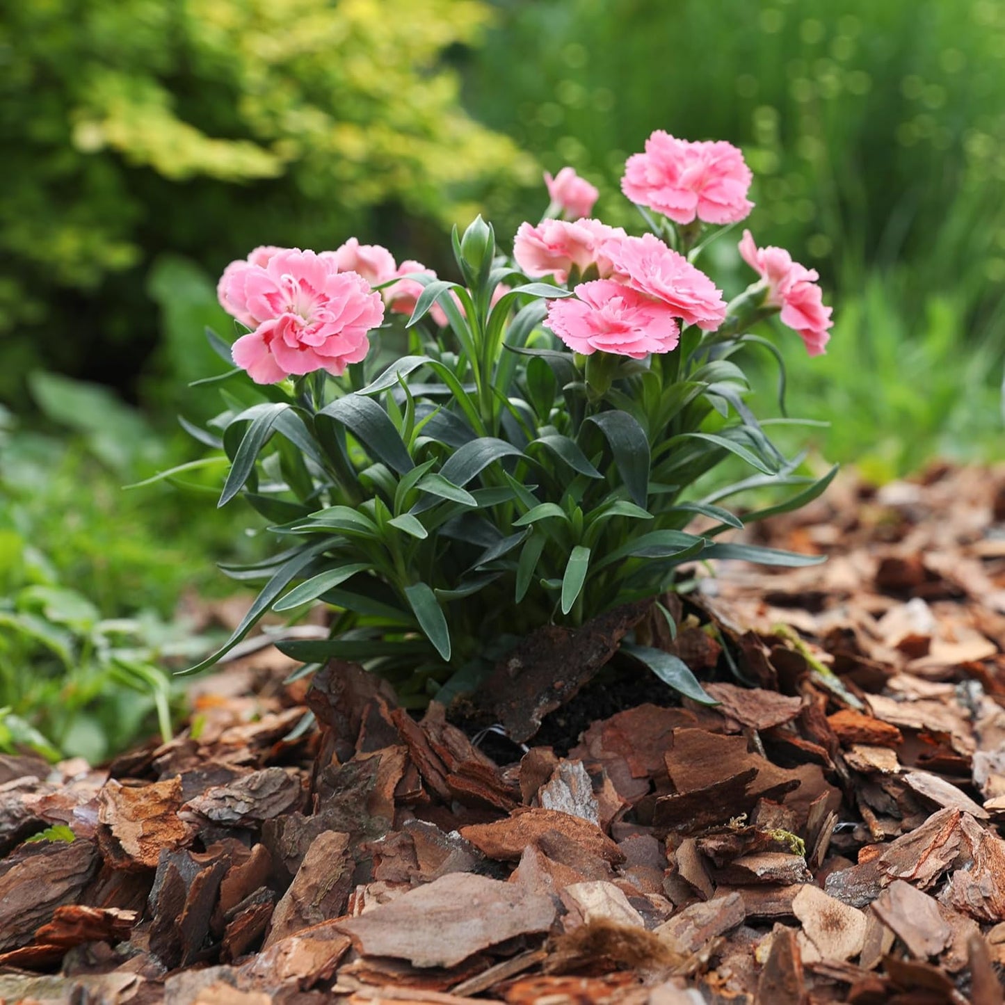 Premium Pine Bark Nuggets – Pine Bark Mulch for Gardens, Landscaping, Potted Plants, and Wood Chips for Garden Beds (1.3 CF - 37 L - 39 QTS)