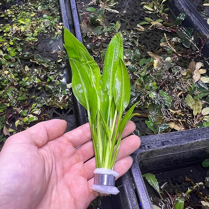 Live Plant - Amazon Sword (Echinodorus Bleheri) - Beginner Friendly, Easy Care, Medium Light, Midground to Background Placement - Freshwater Aquarium Decoration - 1 Bunch (4-5 Plants)