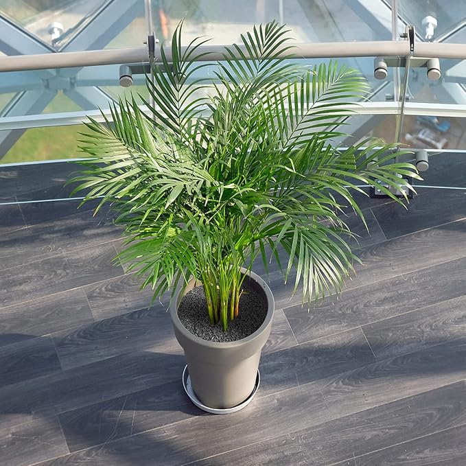 Mr. Fireglass Natural Decorative Gray Bean Pebbles, 1/5" Gravel Size River Rocks for Plants, Garden, Landscaping, Aquariums and Outdoor Decor (5-lb Bag)