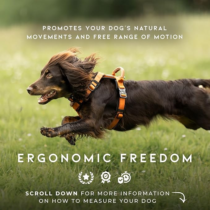 MADE TO ROAM Premium Explorer Harness - Y-Shaped Dog Harness with Adjustable Durable Nylon, Soft Padding, Metal Buckles and Leather Handle for Small, Medium, Large Dogs (Montana Moonrise, Size 4)