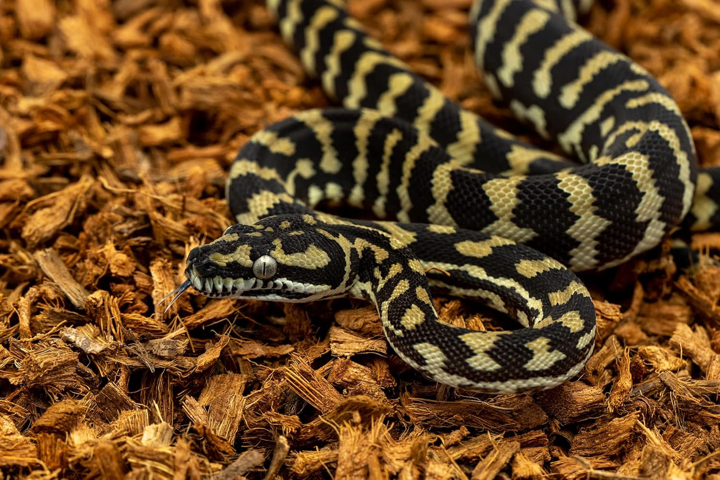 BabiChip Small Coconut Chip 36 Quart Loose Coco Reptile Substrate and Bedding for Gecko Terrariums, Tortoise Habitat, Ball Python Enclosures, and Bioactive Tanks (2 Pk)