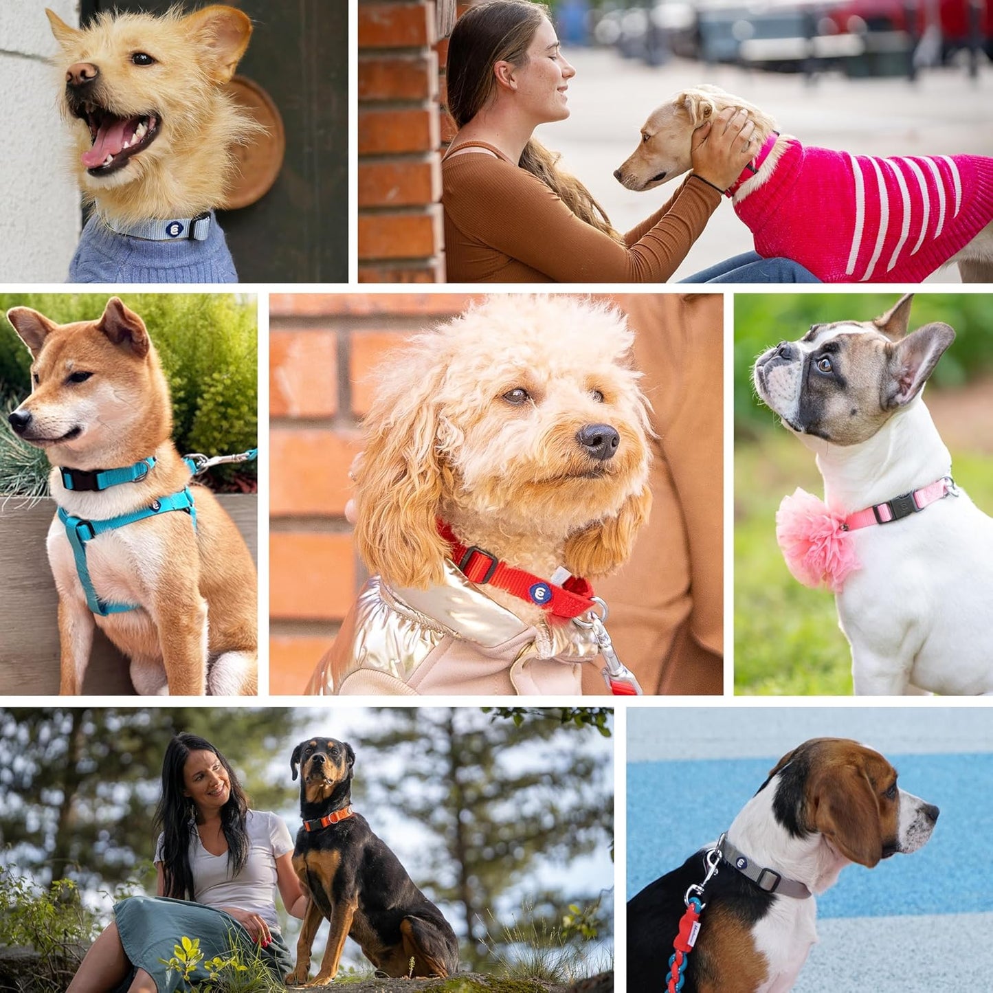 Blueberry Pet Essentials X-Small Dog Collar in Black | Adjustable & Eco-Friendly Durable Nylon Strap | Classic Collar for X-Small Dogs, Boy & Girl Pets