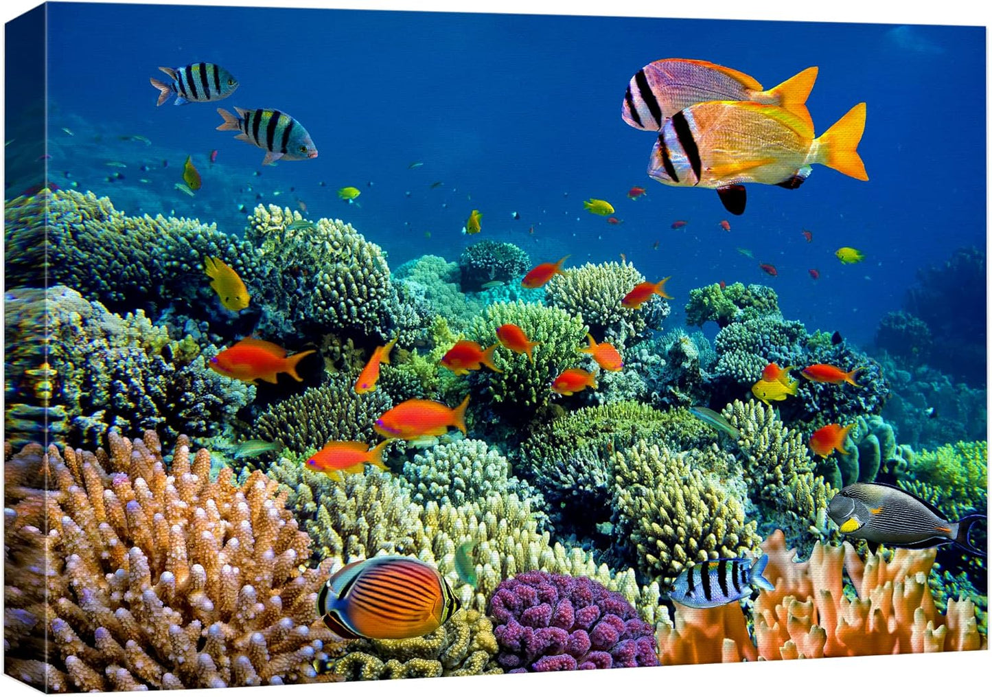 wall26 Canvas Print Wall Art Vibrant Coral Reef Underwater Panorama Nature Animals Photography Realism Rustic Scenic Landscape Wilderness Earth Colorful for Living Room, Bedroom, Office - 32"x48"