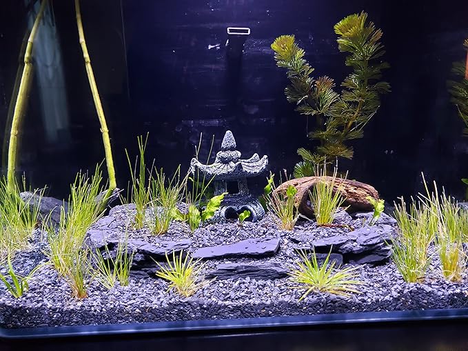 Natural Slate Stone 3 to 5 Inches - USA Sourced and Packaged for Aquascaping Aquariums, Terrariums, Paludariums, Reptiles, Wargaming, Model Railroads, Miniature Gardens, Mosaic Art (12lbs)