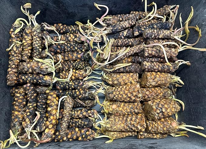 Live Hardy Water Lily Tubers Rhizomes Bulb Seed Nymphaea Aquatic Pond Plants Water Gardens Pre-Grown Flower in White Pink Red Yellow Orange Blue Purple (1, Pink Hardy Pond Lily)