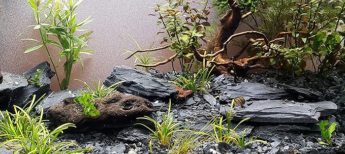 Natural Slate Stone 5 to 7 Inches - USA Sourced and Packaged for Aquascaping Aquariums, Terrariums, Paludariums, Reptile Enclosures, and Gardens (10lbs)