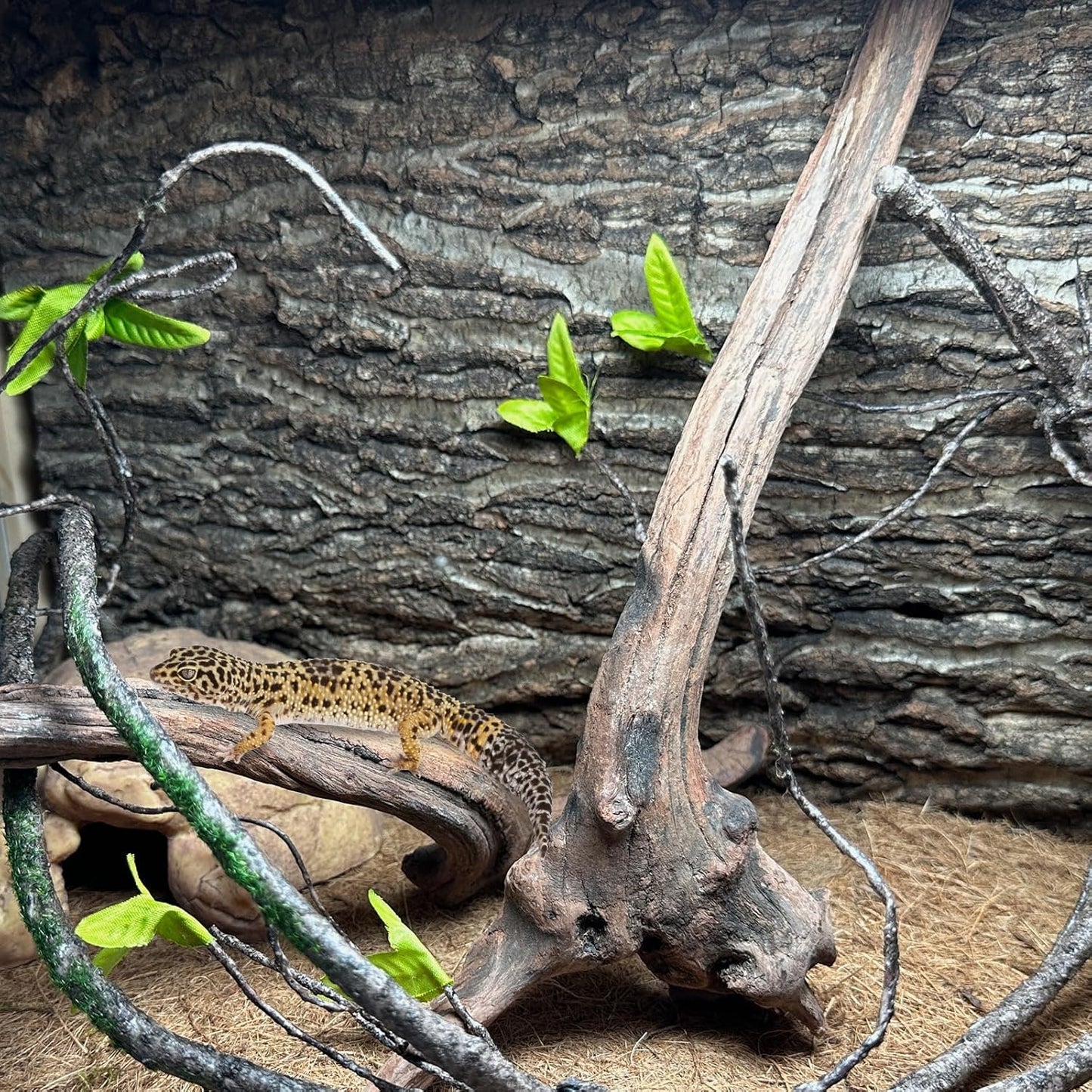 BNOSDM 2PCS Snake Climbing Branches,Reptile Natural Coral Driftwood Branches Decor,Lizard Habitat Decoration Accessories, Terrarium Tree Trunk Ornament for Bearded Dragon Gecko Frog Chameleon Spider