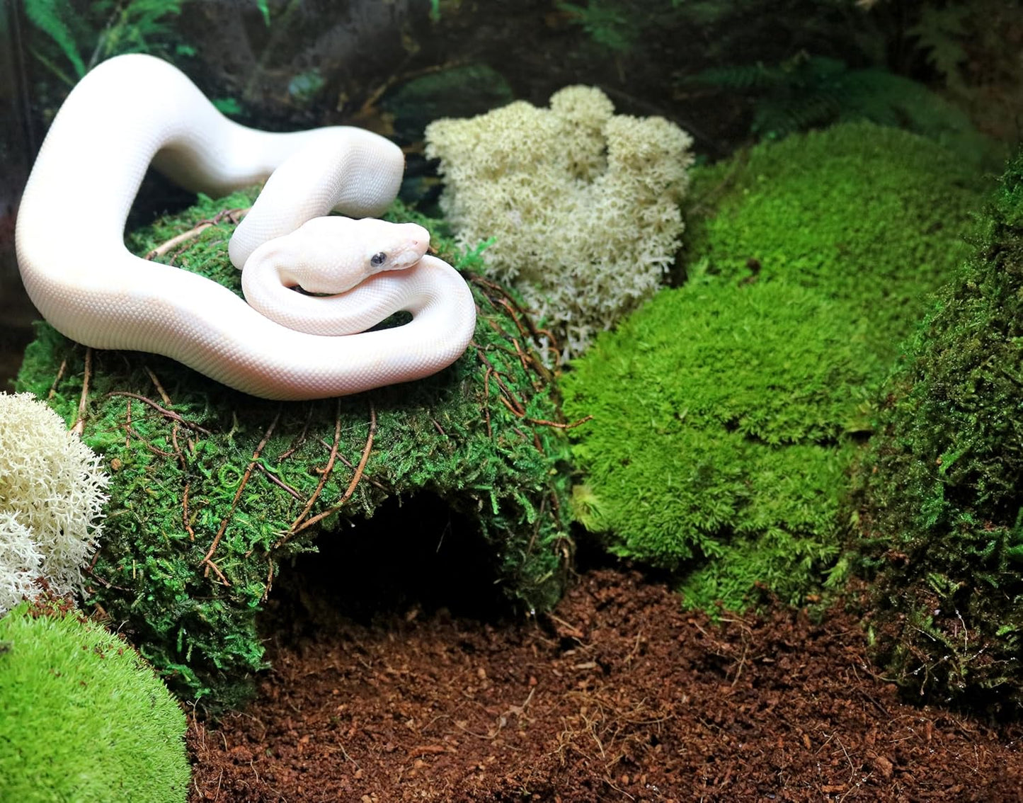 Galápagos (05348) Mossy Cave Hide, 6", Green Sphagnum (Pack of 6)