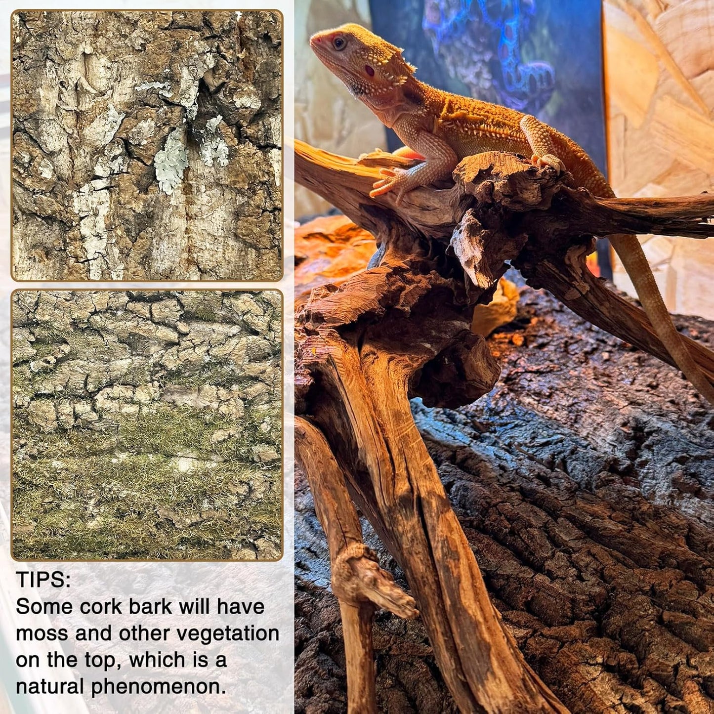 Fhiny 4 PCS Cork Bark Background, 11.6" x 7.7" Natural Cork Bark for Reptiles Bearded Dragon Climbing Backdrop Terrarium Habitat Wall Decor Accessories for Turtle Gecko Lizard Snake Spider Frog